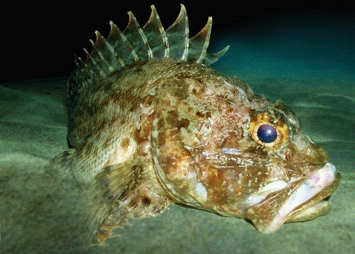 Морской ерш Морской ерш