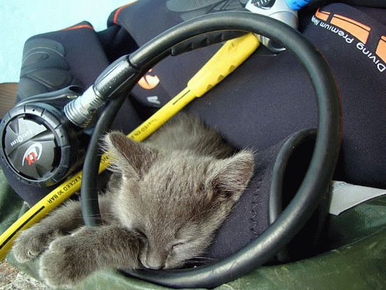 Морской кот Геленджик